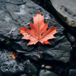 autumn maple leaf